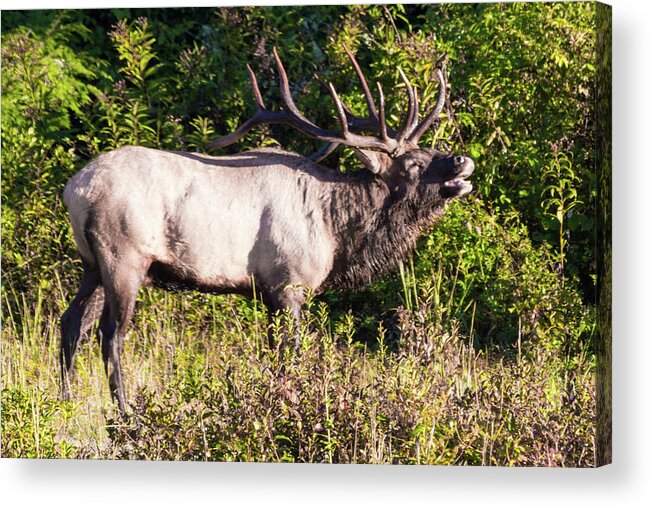 Bull Acrylic Print featuring the photograph Large Bull Elk Bugling by D K Wall