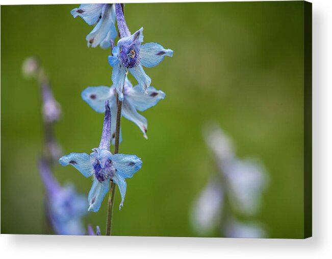 Flowers Acrylic Print featuring the photograph Larkspur on the Roadside by Robert Potts