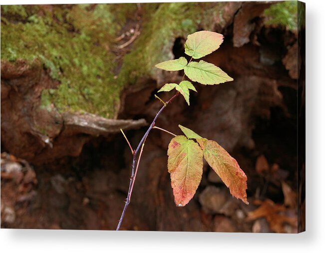 Nature Acrylic Print featuring the photograph Last Stand by Scott Kingery