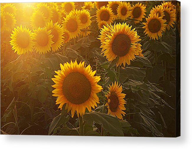 Gold Flowers Acrylic Print featuring the photograph Late Afternoon Golden Glow by Karen McKenzie McAdoo