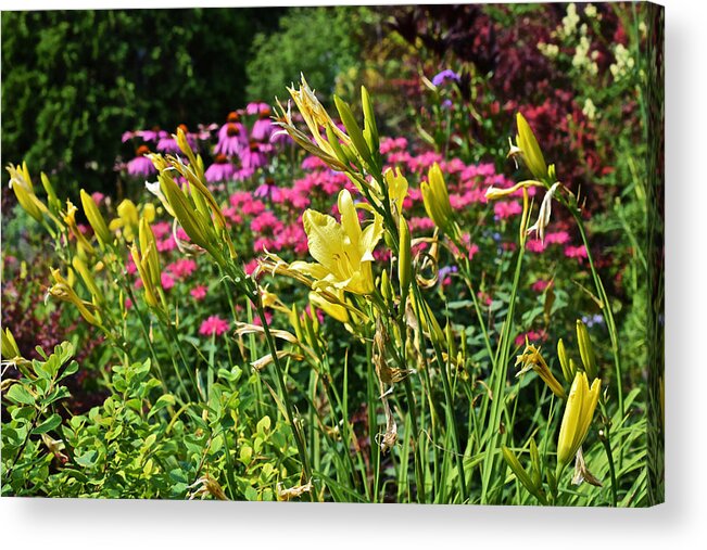 Garden Acrylic Print featuring the photograph Late July Garden 1 by Janis Senungetuk