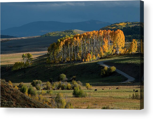 Colorado Acrylic Print featuring the photograph Late Stand by Dana Sohr