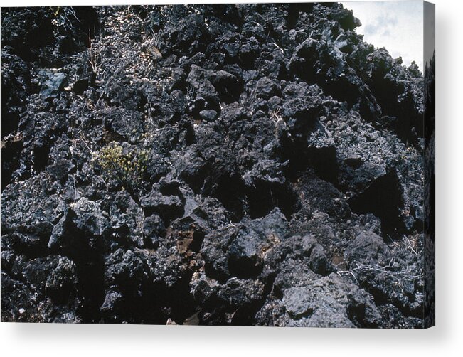 1971 Acrylic Print featuring the photograph Lava Bed: Plant Growth by Granger