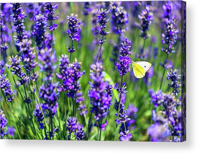 Butterfly Acrylic Print featuring the photograph Lavender and the Heart by Ryan Manuel