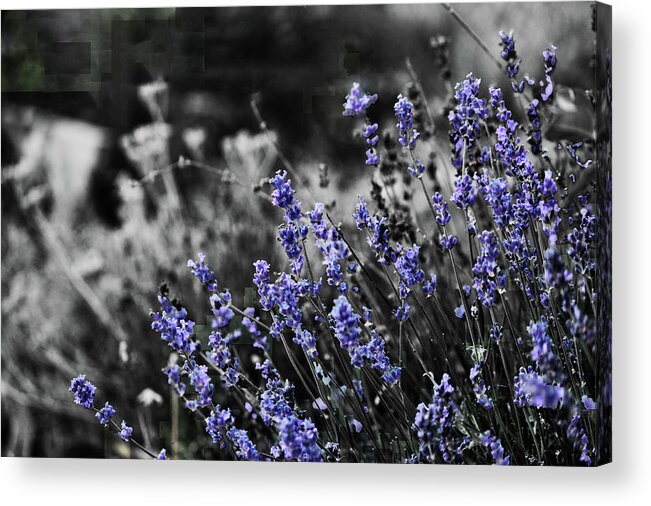 Garden Acrylic Print featuring the photograph Lavender B and W by April Burton