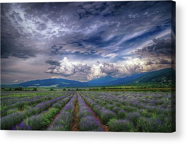 Field Acrylic Print featuring the photograph Lavender field by Plamen Petkov