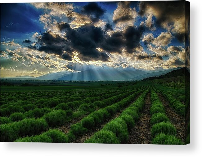Field Acrylic Print featuring the photograph Lavender fields by Plamen Petkov
