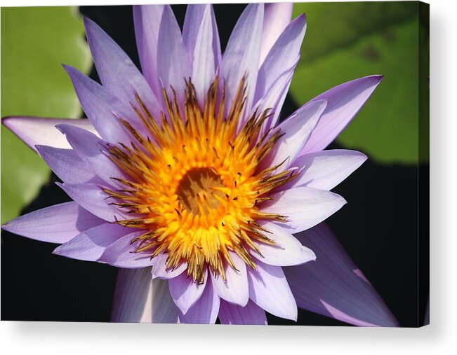  Acrylic Print featuring the photograph Lavender Fire Open by Ron Monsour