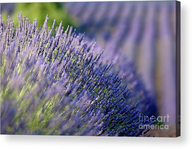 Agriculture & Food Acrylic Print featuring the photograph Lavender flowers in a field by Sami Sarkis