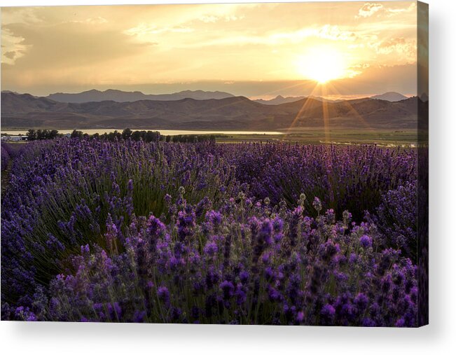 Lavender Glow Acrylic Print featuring the photograph Lavender Glow by Chad Dutson