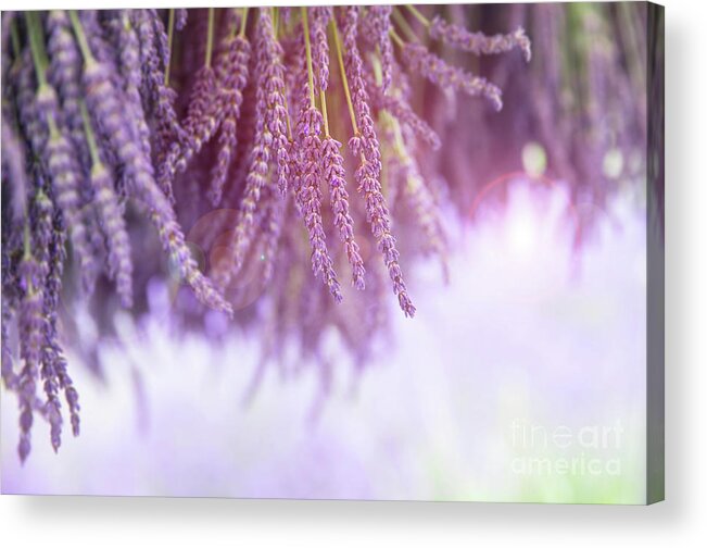 Lavender Acrylic Print featuring the photograph Lavender by Jane Rix