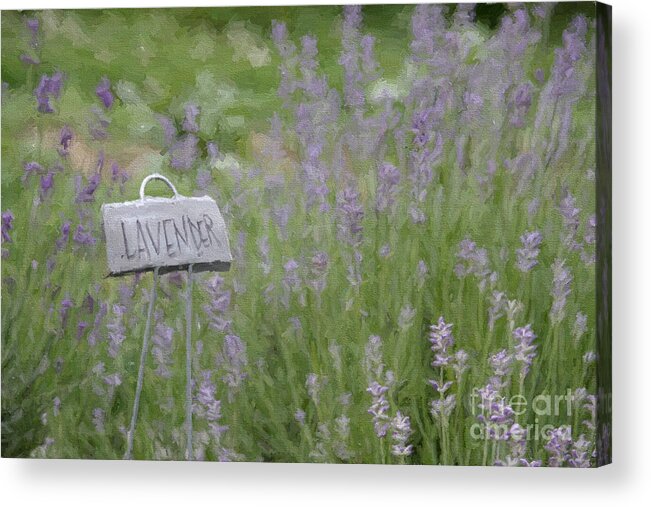 Lavender Acrylic Print featuring the digital art Lavender by Jayne Carney