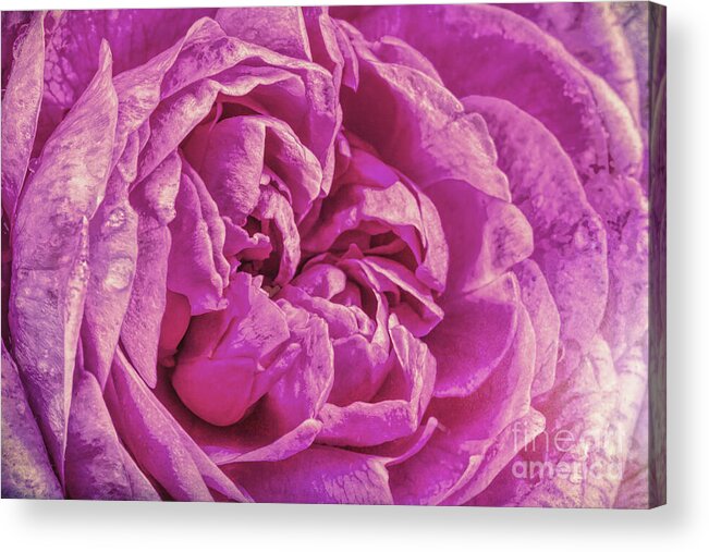 Peony Acrylic Print featuring the digital art Lavender Motive by Jean OKeeffe Macro Abundance Art