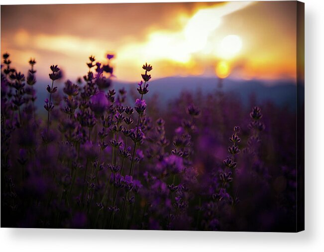 Field Acrylic Print featuring the photograph Lavender by Plamen Petkov