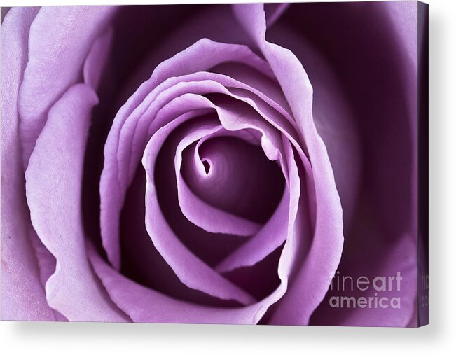 Rose Acrylic Print featuring the photograph Lavender Rose by Douglas Kikendall