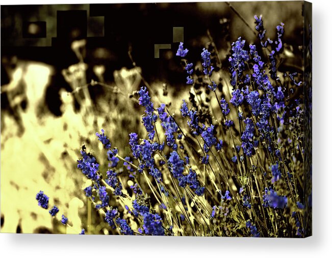 Purple Acrylic Print featuring the photograph Lavender Yellow by April Burton