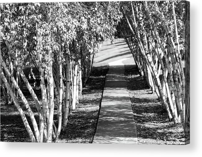 Trees Acrylic Print featuring the photograph Lead the Way by Mary Anne Delgado