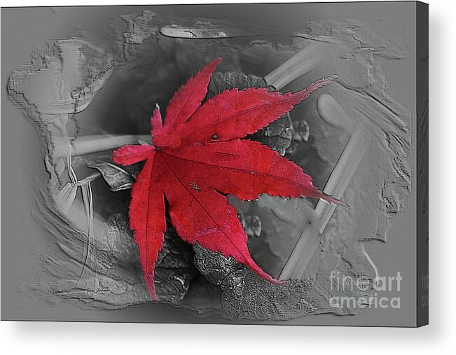 Leaf Acrylic Print featuring the photograph Leaf abstract by Yumi Johnson