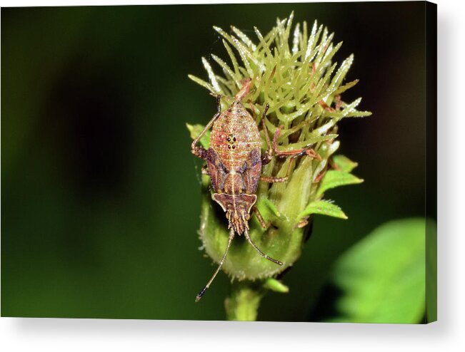 Photograph Acrylic Print featuring the photograph Leaf Footed Bug Nymph by Larah McElroy