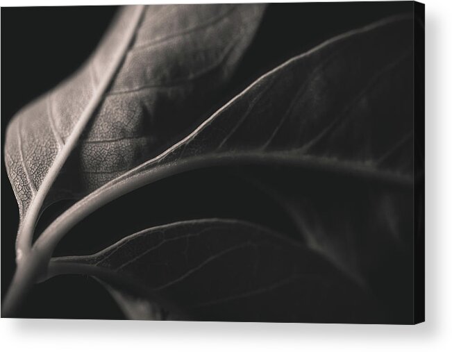 Leaf Acrylic Print featuring the photograph Leaf by Hyuntae Kim