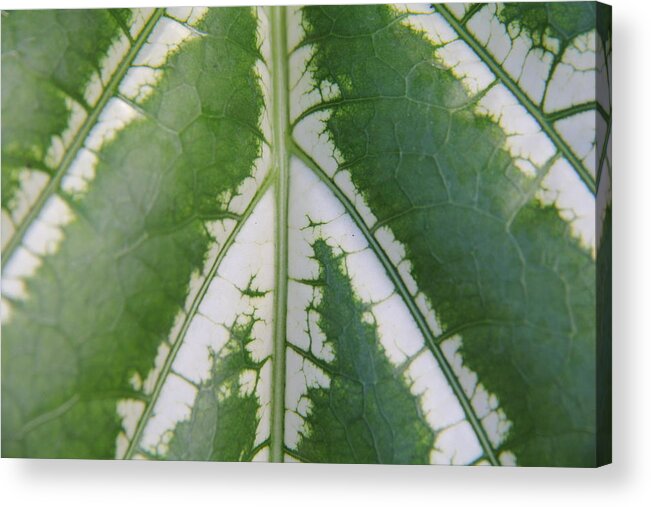 Tropical Leaf Acrylic Print featuring the photograph Leaf Variegated 2 by Jennifer Bright Burr