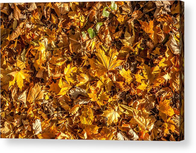 Maple Acrylic Print featuring the photograph Leaves by Boris Kijevskij