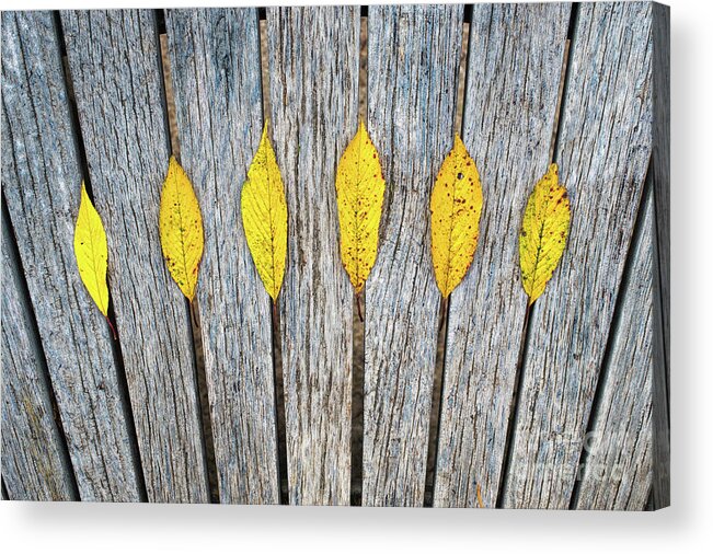 Autumn Acrylic Print featuring the photograph Leaves and Lines by Tim Gainey