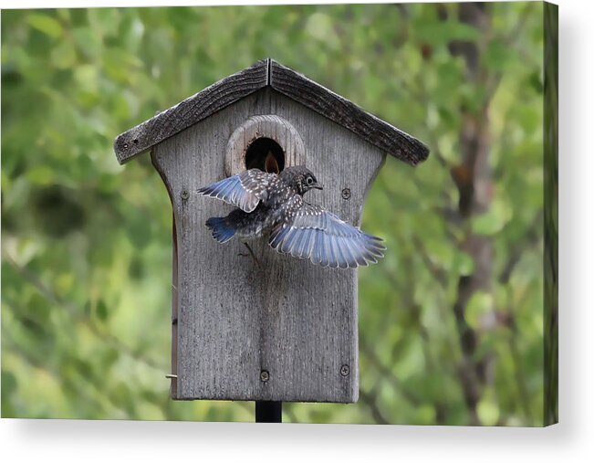 Bluebird Acrylic Print featuring the photograph Leaving Home by Jackson Pearson
