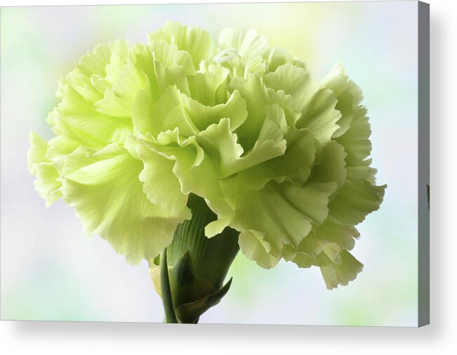 Carnation Acrylic Print featuring the photograph Lemon Carnation by Terence Davis