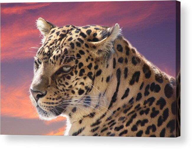 Leopard Acrylic Print featuring the photograph Leopard Portrait by Michele A Loftus