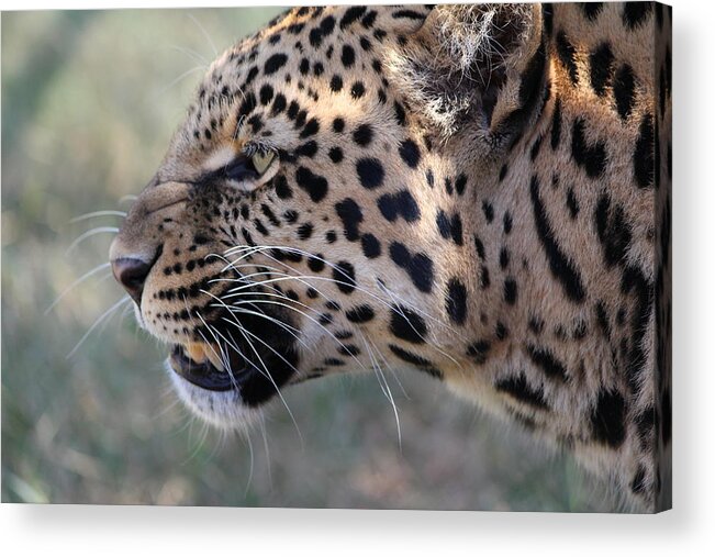 Leopard Acrylic Print featuring the photograph This is your only warning by Samantha Delory