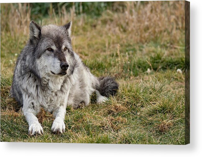 2015 Acrylic Print featuring the photograph Leopold the Wolf by Andrew Wells