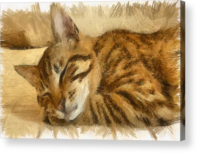 Tabby Cat Acrylic Print featuring the drawing Let Sleeping Cats Lie by Taiche Acrylic Art