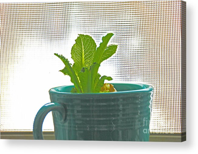 Lettuce Acrylic Print featuring the photograph Lettuce Leaves In Cup by David Frederick