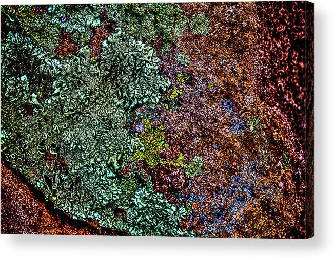 Arizona Acrylic Print featuring the photograph Lichen on Red Rock by Roger Passman