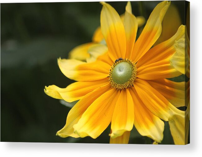 Rudbeckia Hirta Irish Eyes Acrylic Print featuring the photograph Life Goes Full Circle by Living Color Photography Lorraine Lynch