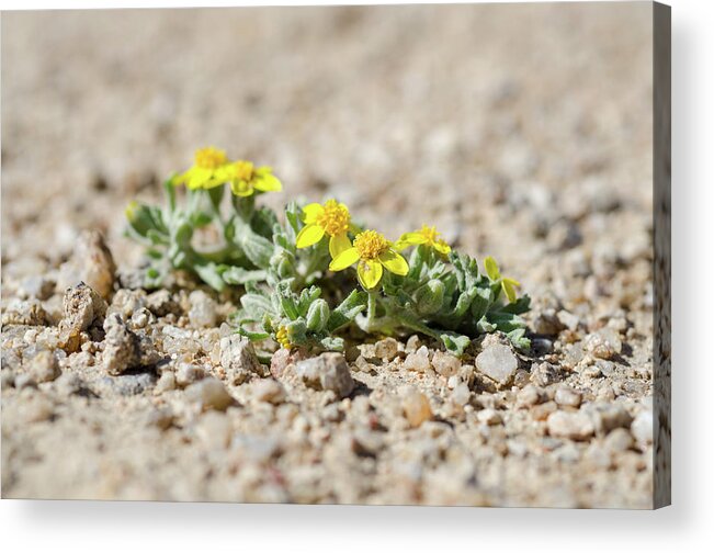 California Acrylic Print featuring the photograph Life in the Desert by Margaret Pitcher