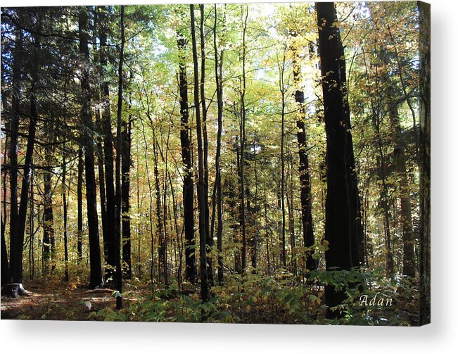 Forest Acrylic Print featuring the photograph Light Among the Trees by Felipe Adan Lerma