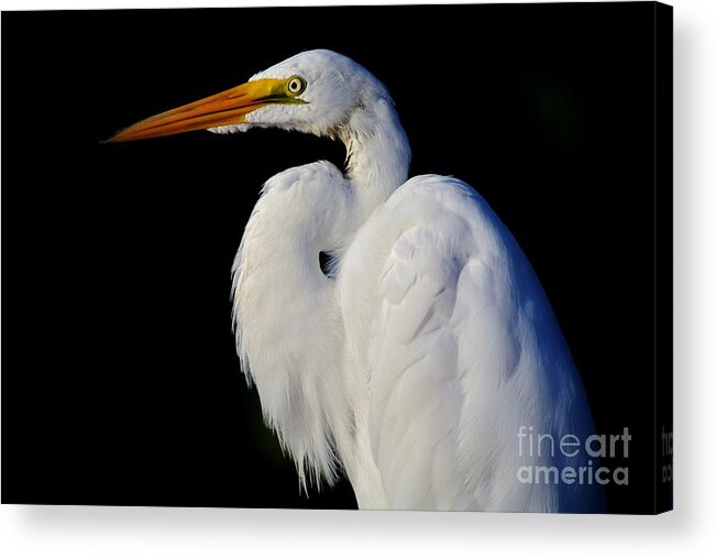 Great White Egret Acrylic Print featuring the photograph Light and Dark by Julie Adair