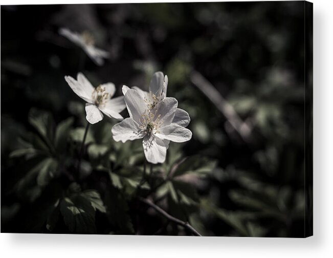 Miguel Acrylic Print featuring the photograph Light Within by Miguel Winterpacht