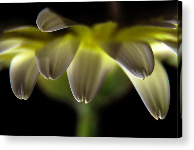 Flower Acrylic Print featuring the photograph Lighting up the petals by Wolfgang Stocker