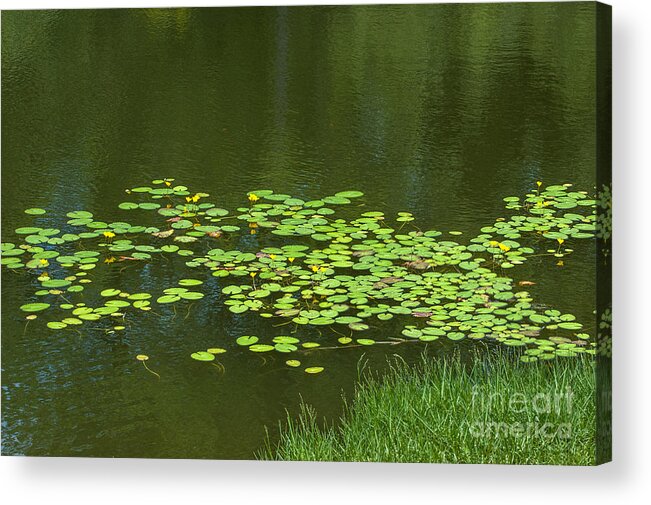Lilly Pad Acrylic Print featuring the photograph Liily Pads Afloat by Dale Powell