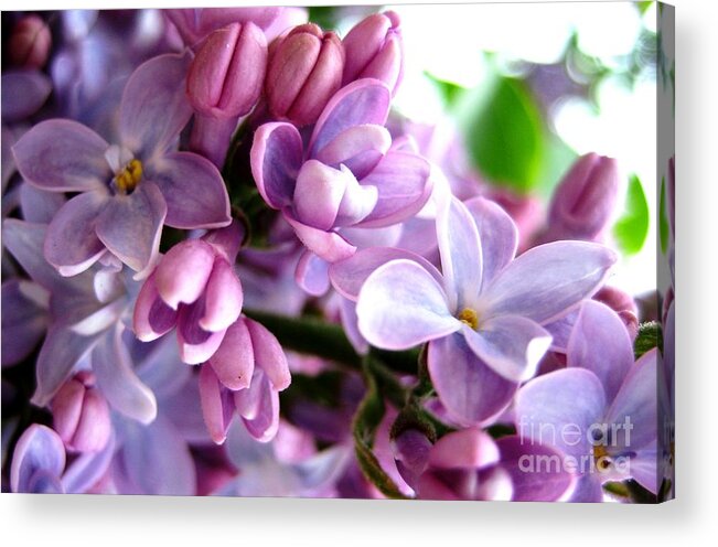Lilacs Acrylic Print featuring the photograph Lilacs by Cindy Schneider