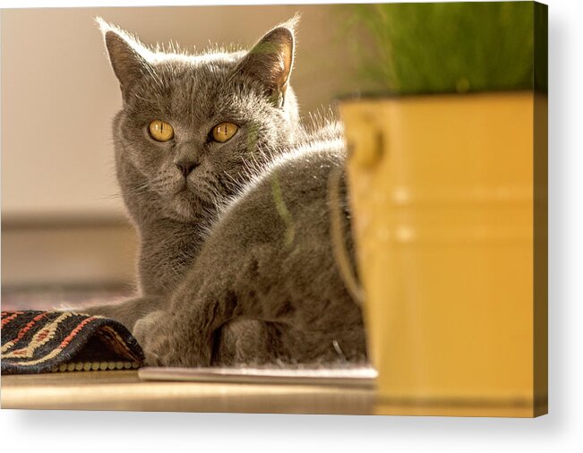 Cat Acrylic Print featuring the photograph Lilli the cat by Wolfgang Stocker