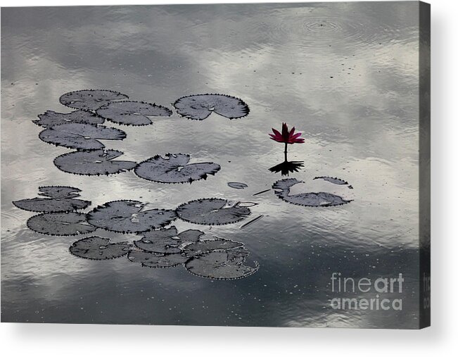  Acrylic Print featuring the digital art Lilly Mirror by Darcy Dietrich