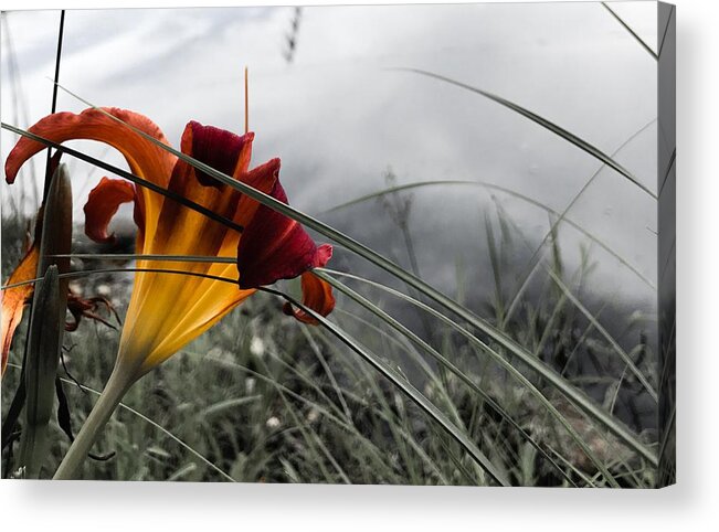 Lily Acrylic Print featuring the photograph Lily at Dusk by Jason Nicholas