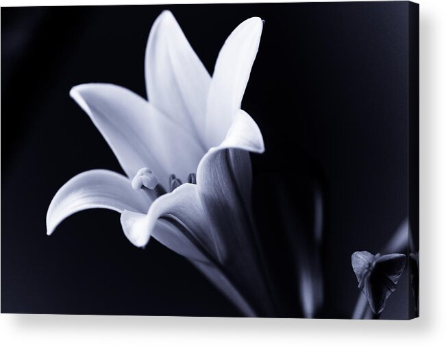 Lily Acrylic Print featuring the photograph Lily in Black and White by Edward Myers