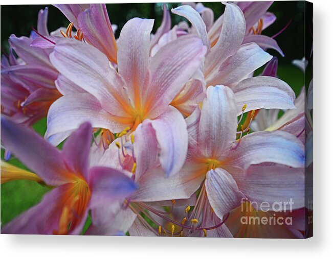 Daylily Acrylic Print featuring the photograph Lily Lavender Closeup by George D Gordon III