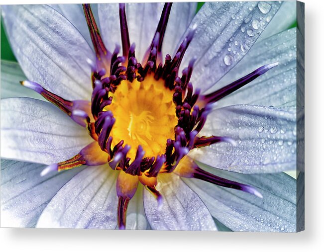 Granger Photography Acrylic Print featuring the photograph Lily Not Quite in Focus by Brad Granger