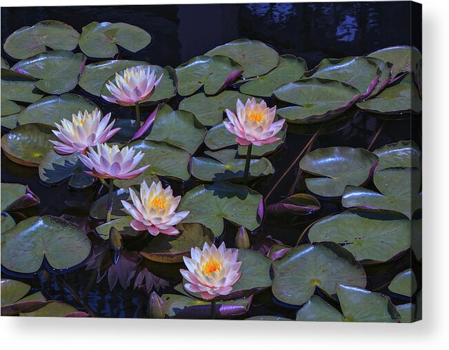 Lily Acrylic Print featuring the photograph Lily of the Night by John Rivera